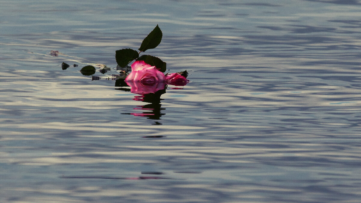 Onsdag på Rose
