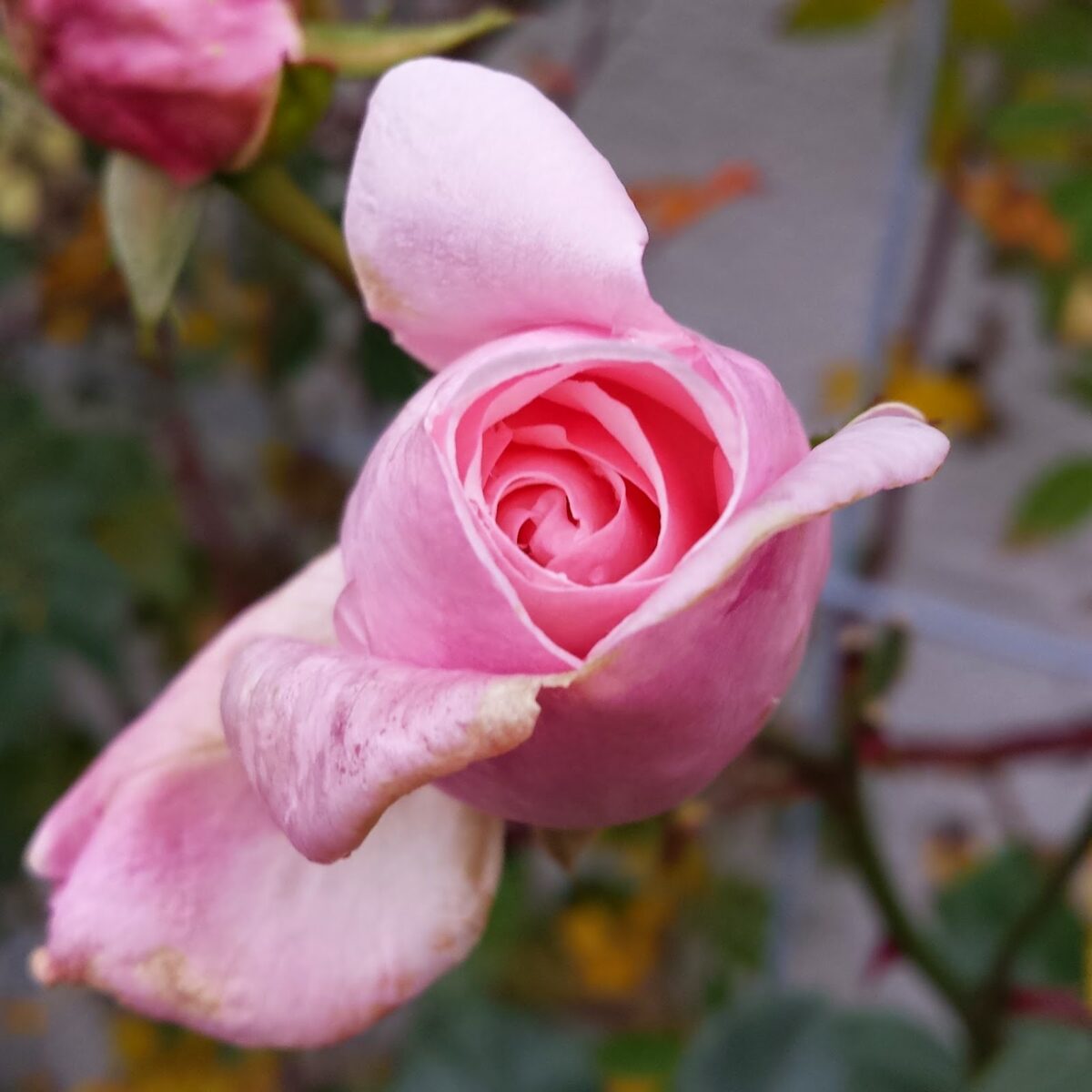 Fredag på Rose