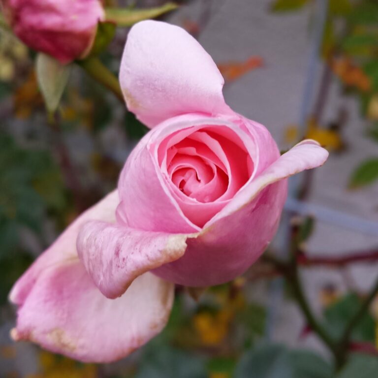 Fredag på Rose