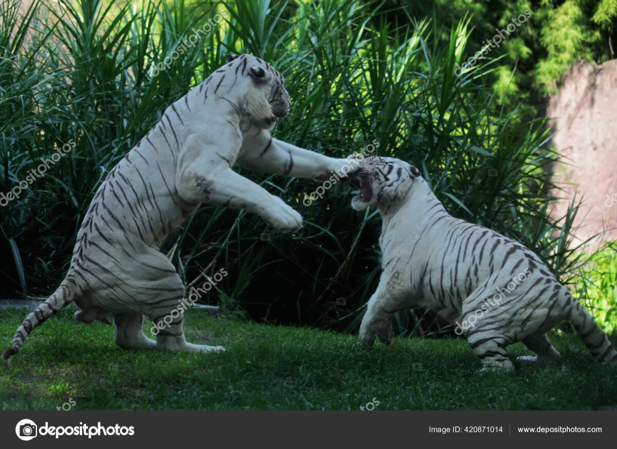 En avklädd Tiger?