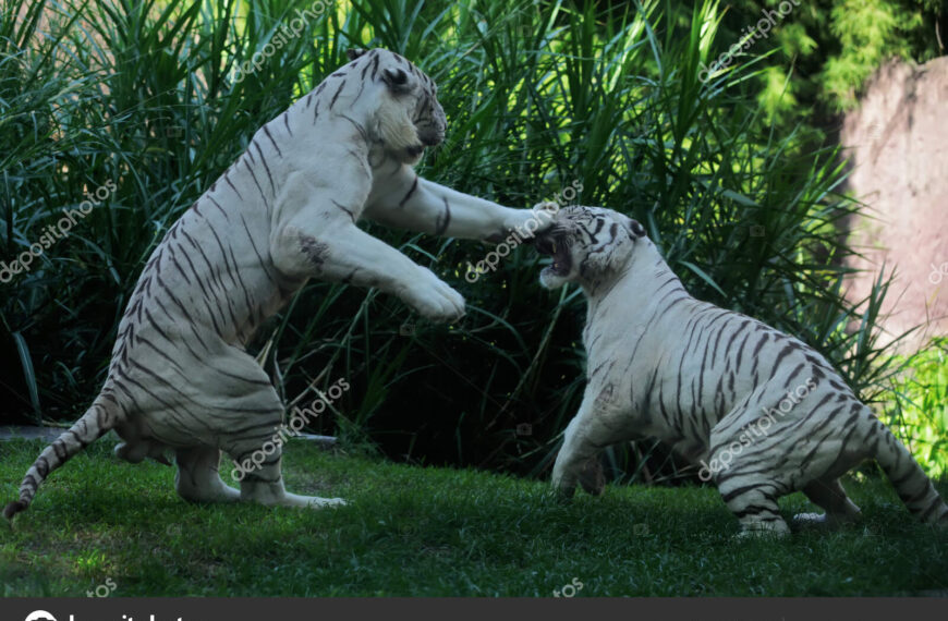 En avklädd Tiger?